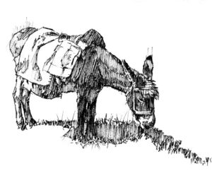 Grazing Spanish Burro, by Clark Hulings